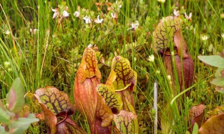 MaryHardingJewelry Bead Blog: Inspired by Pitcher Plants