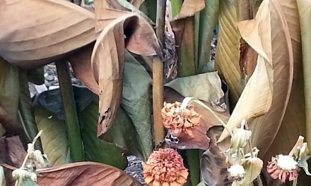 MaryHardingJewelry Bead Blog: After the Frost Before the Snow: Plants in Beautiful Decay
